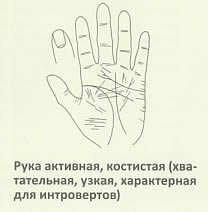 Рука активная, костистая (хватательная, узкая, характерная для интровертов)