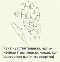 Рука чувствительная, удлиненная (тактильная, узкая, характерная для интровертов)